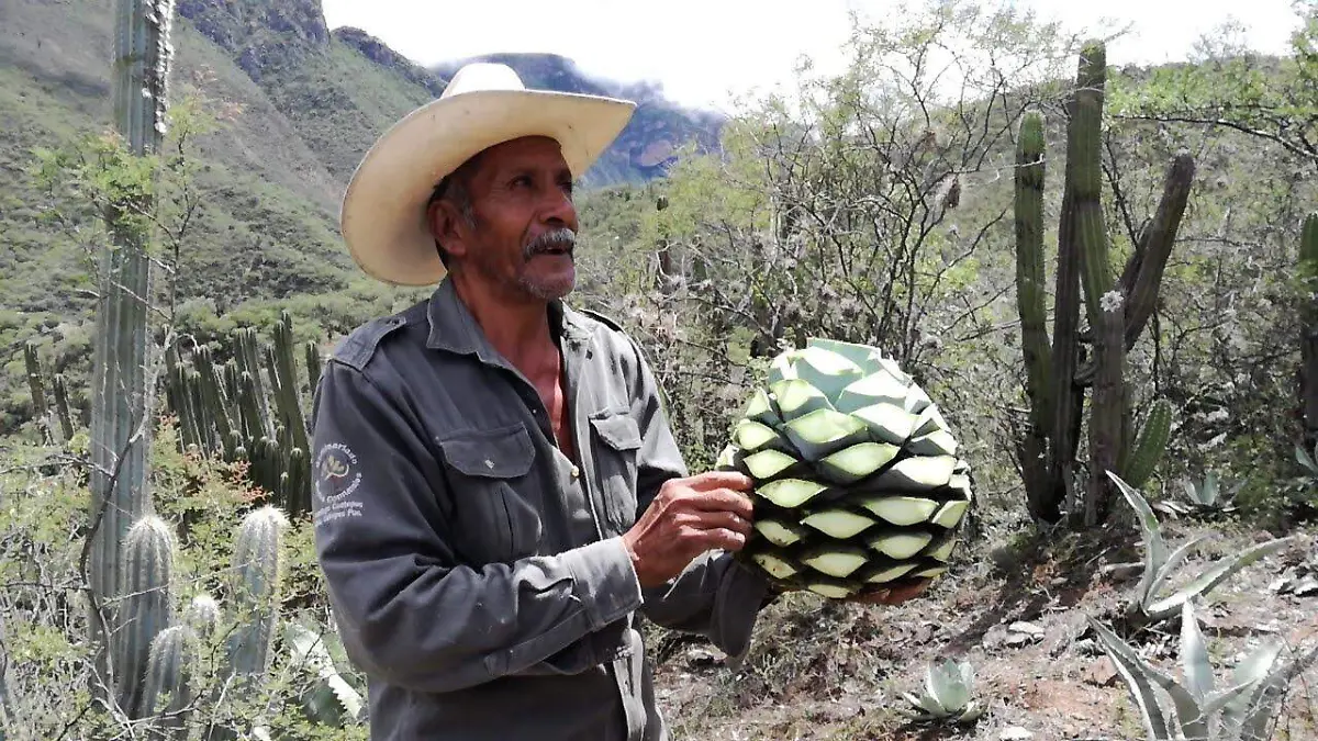 agave espadín no se puede sembrar en la reserva de la biosfera